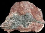 Moroccan Crinoid (Scyphocrinites) Plate #46478-1